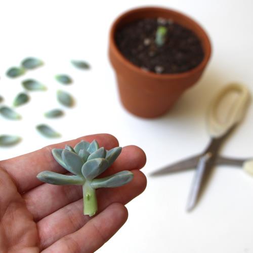 Propagating Succulents